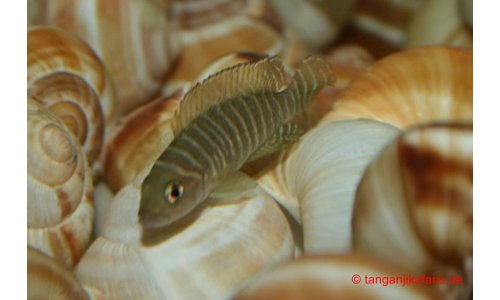 Neolamprologus similis
